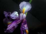  Realistic Orchid
